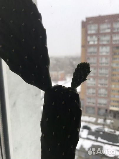 Кактус детки