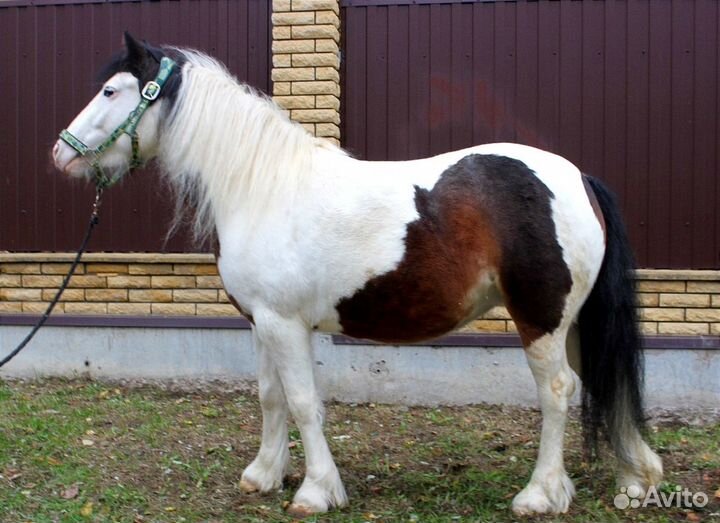 Кобыла кросс тинкер- с жеребенком +