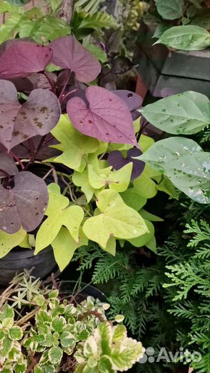 Черенки декоративных растений