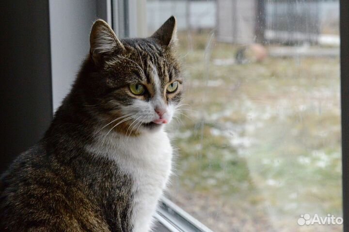 Помпончик из приюта ищет семью