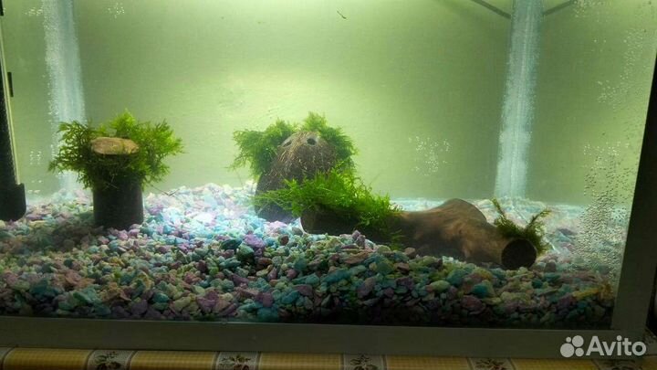 Растения на корягах