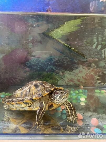 2 большие черепашки с аквариумом в заботливые руки