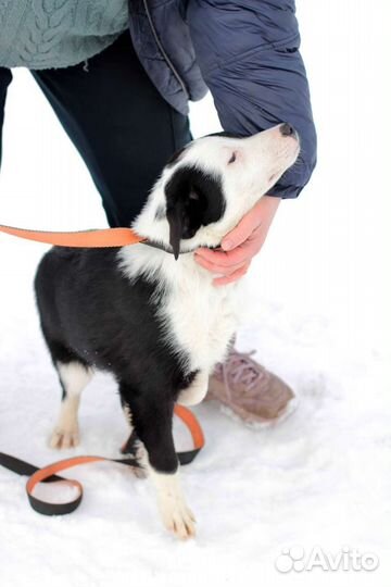 Щенок Девочка 5 мес