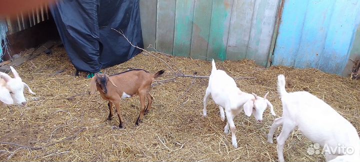 Козы и козлы