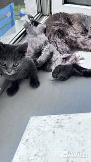 Котята, 2 месяца Мальчики