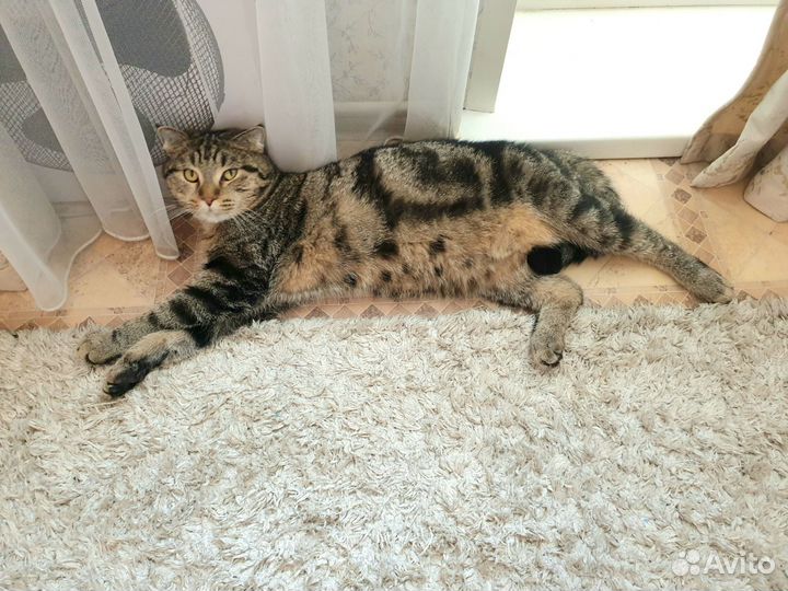 Британский кот