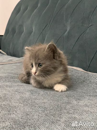 Шотландская