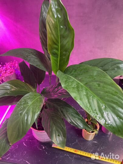 Спатифиллум (женское счастье)