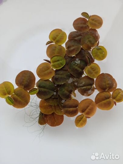 Аквариумные растения