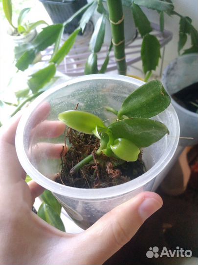 Орхидея ваниль, фаленопсис парфюмерная фабрика