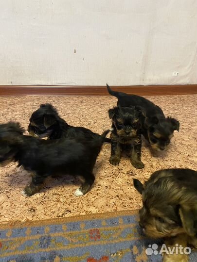 Йоркширский терьер