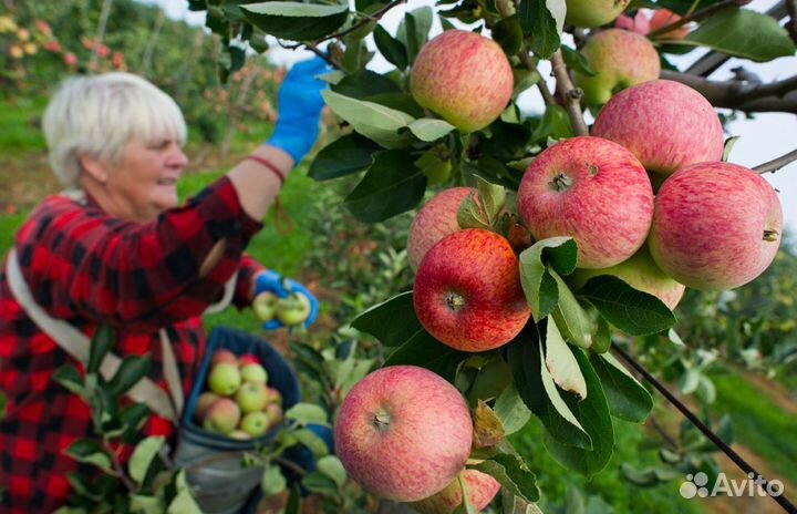 Разнорабочий/Сбор яблок/Baxта