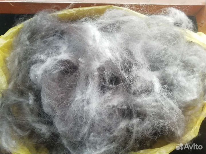 Пух собачий