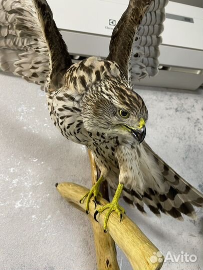 Чучело ястреба