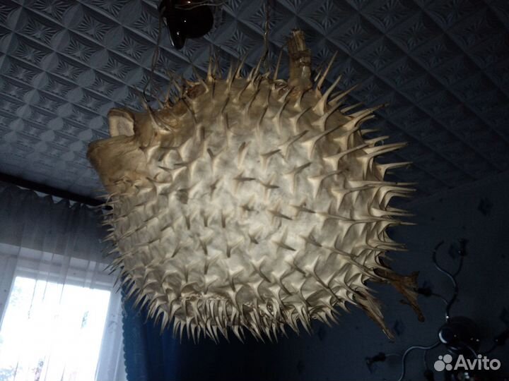 Рыба-еж (фугу)