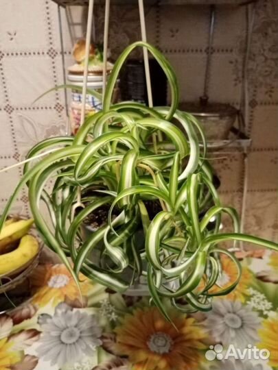 Хлорофитум кудрявый