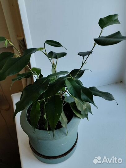 Эхеверия, фикус бегония,кислица, сингониум