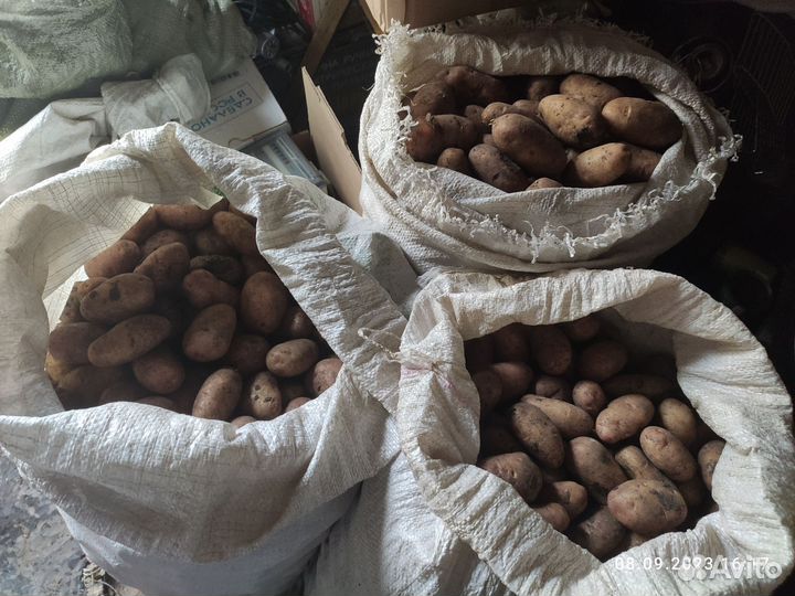 Продам картофель
