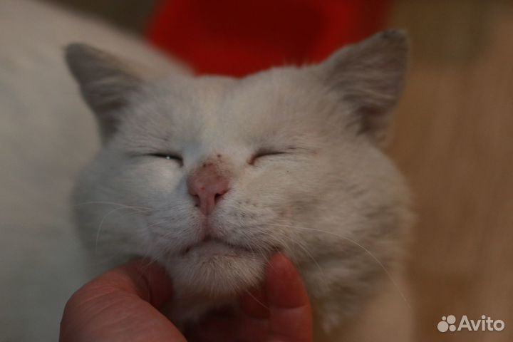 Белый котик ищет дом с возможностью гулять