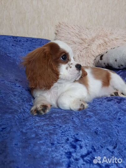 Спаниель королевский ккчс