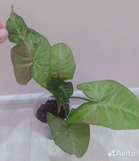 Сингониумы сортовые