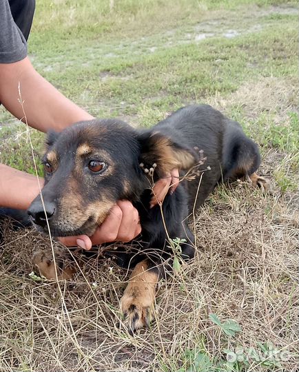 Милашка в добрые руки
