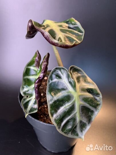 Алоказия Balloon Heart новинка (клубни)