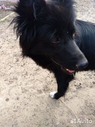 Щенки в добрые руки