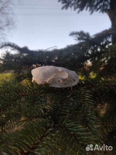 Череп соболя