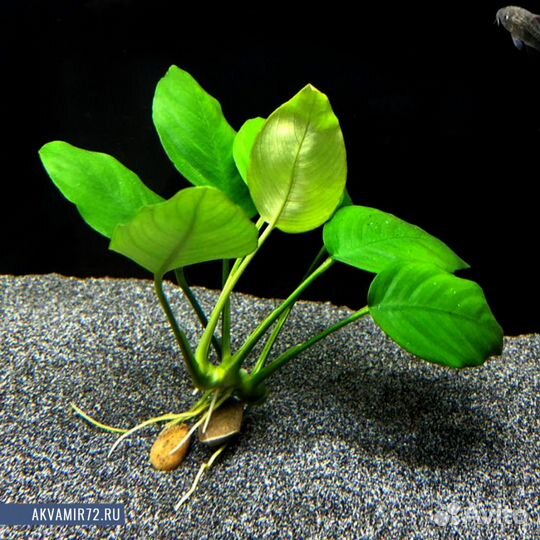 Аквариумные растения