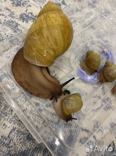 Улитки архахатины