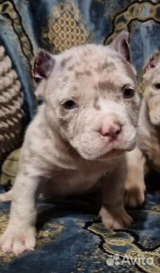 Американский булли