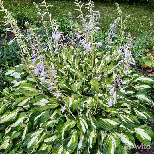 Хоста Гейхера Брунера Дицентра Гипсофила