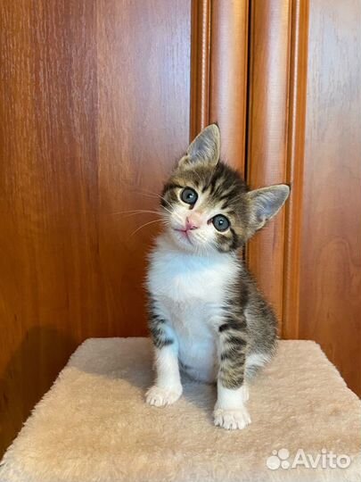 Красивые и умные котята