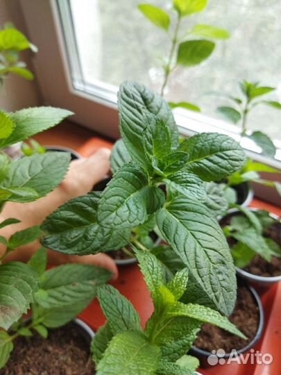 Мята 46 сортов, черная смородина,яблочная