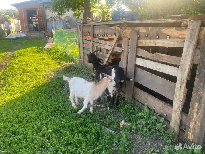 Продаются козы