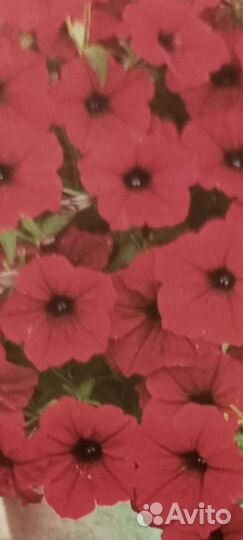 Рассада ампельной петунии из своих семян