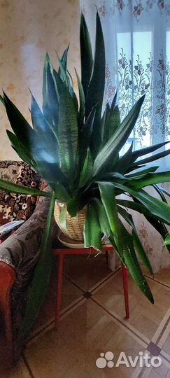 Щучий хвост