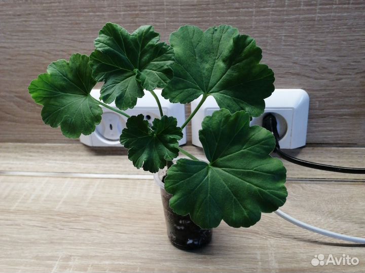 Пеларгония герань