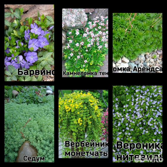 Злаки, Садовые многолетники. усы клубники