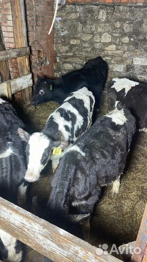 Телята здоровые