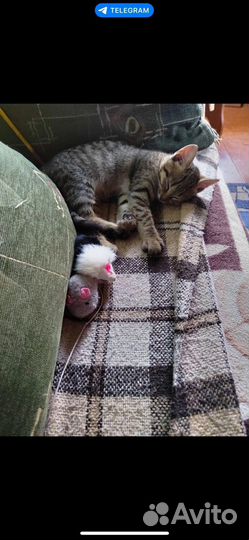 Сладкая мордочка в добрые руки