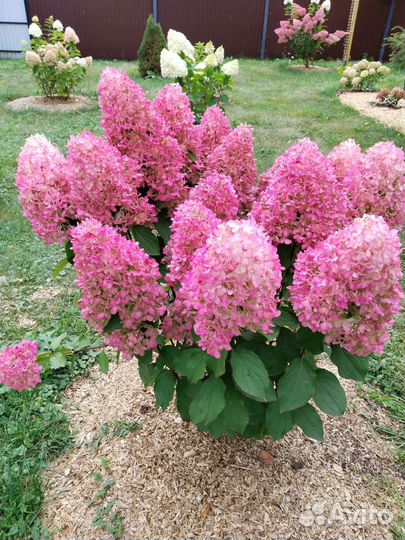 Гортензия саженцы