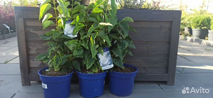 Сирень обыкновенная Моник Лемуан (Monique Lemoine)