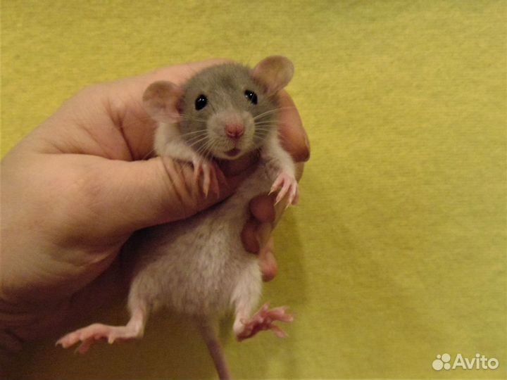 Крысы, крысята дамбо от заводчика, клетки
