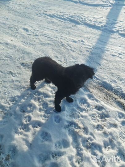 Щенки дратхаара