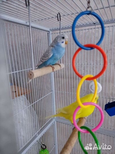 Волнистый попугай