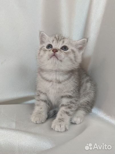 Британский котенок