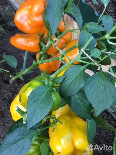 Семена сладкого перца