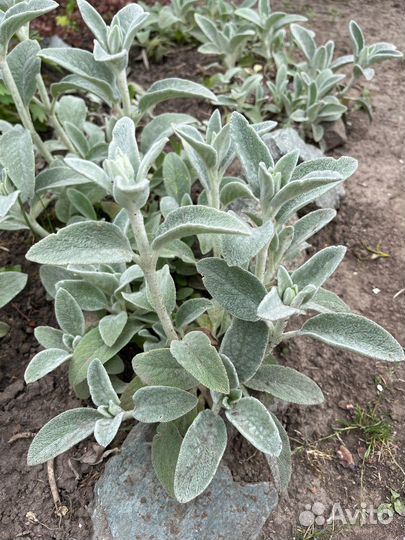 Почвопокровники